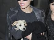 Miley Cyrus viaja cachorro Bean