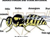 Anatomía Avispa