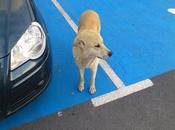 Perro abandonado poligono Sevilla. ACOGIDA ADOPCIÓN FAVOR....