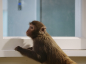 Video Patrocinado: Samsung presenta Monkey Thieves, nevera pone fácil