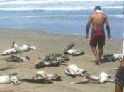 Perú: aparecen muertas otra decenas criaturas marinas