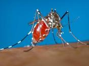 Prometedora vacuna contra dengue