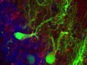 Inmortalidad. Células cerebrales ratones sobreviven cuerpos