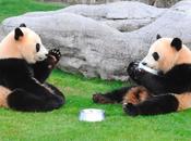 esfuerzo salvar panda
