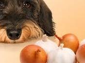 tramposas verdades sobre alimentos prohibidos para perro