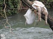 Brutal asesinate setter ingles Catabria, máxima difusión