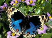 CUENTO: Mariposa Hombre