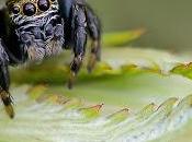 Evarcha arcuata (Clerck, 1757) Araña saltadora