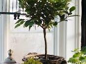 Primavera casa