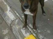 Ayuda!! calle cruce galga. (sevilla)