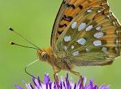 Argynnis aglaja (Linnaeus, 1758) Lunares plata