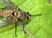 Dexia rustica (Fabricius, 1775)