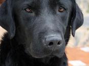 Astérix, labrador medio adopción‏. (Sevilla)