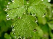 Gotas microgotas