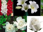 pureza flores blancas