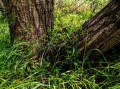 Bosque verde