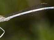 Platycnemis latipes (Rambur, 1842) Caballito diablo patiblanco