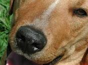 relación nuestro perro