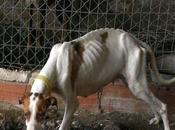 Requisados perros Ibi.
