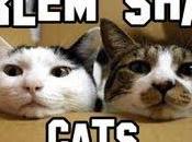Harlem Shake Cats!