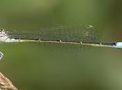 Ischnura graellsii (Rambur, 1842) Caballito Graells