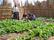 247. Noticias (buenas) desde Malawi