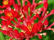 Flor coral Jatropha multifida