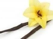 trajo vainilla esta semana...