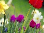 Flores primavera