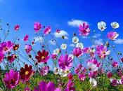 Belleza aromas