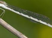 Sympecma fusca (Vander Linden, 1820)