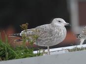 Gaviota argéntea américana