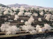 floración Valle Jerte anuncia primavera mejores cerezas