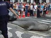 León marino cruza calle Brasil