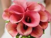 Wednesday Wedding Planners