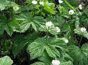 Beneficios efectos secundarios sello