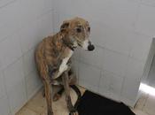 urgente!! galgo aterrorizado perrera badajoz.