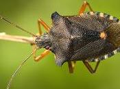 Pentatoma rufipes (Linnaeus, 1758) Chinche bosque