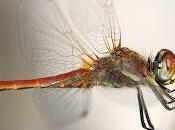 Sympetrum fonscolombii (Selys, 1840) Macho