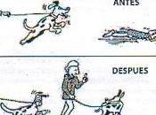 Como pasear perro