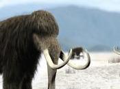 ¿Qué relación tienen mamuts lanudos elefantes?