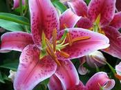 Flores para abril........el lilium