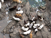 URGENTE!! Rescate gatos atrapados crecida río. (BADAJOZ)