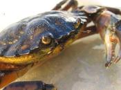 Odiada especie invasora ayuda restaurar ecosistema