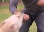 (ViDEO) Encantador perros” Cesar Millan mordido perro labrador