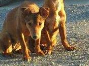 CACHORROS PODENCOS ABANDONO. hembra esta cojita...) SEVILLA.