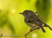 Mosqueta dorado (Pearly-vented Tody-Tyrant)