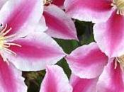 Clematis