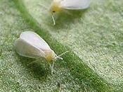 soluciones contra Mosca Blanca