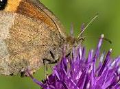 Erebia neoridas Boisduval, 1828)